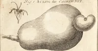 Picture 7 of 153 from A new and complete dictionary of arts and sciences : comprehending all the branches of useful knowledge, with accurate descriptions as well of the various machines, instruments, tools, figures, and schemes necessary for illustrating them, as of the classes, kinds, preparations, and uses of natural productions, whether animals, vegetables, minerals, fossils, or fluids : together with the kingdoms, provinces, cities, towns, and other remarkable places throughout the world : illustrated with above three hundred copper-plates, engraved by Mr. Jefferys, geographer to His Majesty : the whole extracted from the best authors in all languages (1763), leaf 49