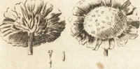 Picture 73 of 153 from A new and complete dictionary of arts and sciences : comprehending all the branches of useful knowledge, with accurate descriptions as well of the various machines, instruments, tools, figures, and schemes necessary for illustrating them, as of the classes, kinds, preparations, and uses of natural productions, whether animals, vegetables, minerals, fossils, or fluids : together with the kingdoms, provinces, cities, towns, and other remarkable places throughout the world : illustrated with above three hundred copper-plates, engraved by Mr. Jefferys, geographer to His Majesty : the whole extracted from the best authors in all languages (1763), leaf 492