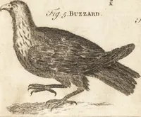 An illustration from A new and complete dictionary of arts and sciences : comprehending all the branches of useful knowledge, with accurate descriptions as well of the various machines, instruments, tools, figures, and schemes necessary for illustrating them, as of the classes, kinds, preparations, and uses of natural productions, whether animals, vegetables, minerals, fossils, or fluids : together with the kingdoms, provinces, cities, towns, and other remarkable places throughout the world : illustrated with above three hundred copper-plates, engraved by Mr. Jefferys, geographer to His Majesty : the whole extracted from the best authors in all languages (1763)