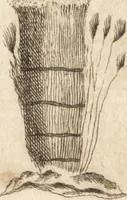 An illustration from A new and complete dictionary of arts and sciences : comprehending all the branches of useful knowledge, with accurate descriptions as well of the various machines, instruments, tools, figures, and schemes necessary for illustrating them, as of the classes, kinds, preparations, and uses of natural productions, whether animals, vegetables, minerals, fossils, or fluids : together with the kingdoms, provinces, cities, towns, and other remarkable places throughout the world : illustrated with above three hundred copper-plates, engraved by Mr. Jefferys, geographer to His Majesty : the whole extracted from the best authors in all languages (1763)