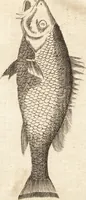 An illustration from A new and complete dictionary of arts and sciences : comprehending all the branches of useful knowledge, with accurate descriptions as well of the various machines, instruments, tools, figures, and schemes necessary for illustrating them, as of the classes, kinds, preparations, and uses of natural productions, whether animals, vegetables, minerals, fossils, or fluids : together with the kingdoms, provinces, cities, towns, and other remarkable places throughout the world : illustrated with above three hundred copper-plates, engraved by Mr. Jefferys, geographer to His Majesty : the whole extracted from the best authors in all languages (1763)