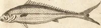 Picture 10 of 153 from A new and complete dictionary of arts and sciences : comprehending all the branches of useful knowledge, with accurate descriptions as well of the various machines, instruments, tools, figures, and schemes necessary for illustrating them, as of the classes, kinds, preparations, and uses of natural productions, whether animals, vegetables, minerals, fossils, or fluids : together with the kingdoms, provinces, cities, towns, and other remarkable places throughout the world : illustrated with above three hundred copper-plates, engraved by Mr. Jefferys, geographer to His Majesty : the whole extracted from the best authors in all languages (1763), leaf 52