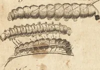 An illustration from A new and complete dictionary of arts and sciences : comprehending all the branches of useful knowledge, with accurate descriptions as well of the various machines, instruments, tools, figures, and schemes necessary for illustrating them, as of the classes, kinds, preparations, and uses of natural productions, whether animals, vegetables, minerals, fossils, or fluids : together with the kingdoms, provinces, cities, towns, and other remarkable places throughout the world : illustrated with above three hundred copper-plates, engraved by Mr. Jefferys, geographer to His Majesty : the whole extracted from the best authors in all languages (1763)