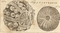 Picture 91 of 153 from A new and complete dictionary of arts and sciences : comprehending all the branches of useful knowledge, with accurate descriptions as well of the various machines, instruments, tools, figures, and schemes necessary for illustrating them, as of the classes, kinds, preparations, and uses of natural productions, whether animals, vegetables, minerals, fossils, or fluids : together with the kingdoms, provinces, cities, towns, and other remarkable places throughout the world : illustrated with above three hundred copper-plates, engraved by Mr. Jefferys, geographer to His Majesty : the whole extracted from the best authors in all languages (1763), leaf 605