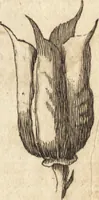 Picture 12 of 153 from A new and complete dictionary of arts and sciences : comprehending all the branches of useful knowledge, with accurate descriptions as well of the various machines, instruments, tools, figures, and schemes necessary for illustrating them, as of the classes, kinds, preparations, and uses of natural productions, whether animals, vegetables, minerals, fossils, or fluids : together with the kingdoms, provinces, cities, towns, and other remarkable places throughout the world : illustrated with above three hundred copper-plates, engraved by Mr. Jefferys, geographer to His Majesty : the whole extracted from the best authors in all languages (1763), leaf 66