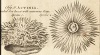 Picture 13 of 153 from A new and complete dictionary of arts and sciences : comprehending all the branches of useful knowledge, with accurate descriptions as well of the various machines, instruments, tools, figures, and schemes necessary for illustrating them, as of the classes, kinds, preparations, and uses of natural productions, whether animals, vegetables, minerals, fossils, or fluids : together with the kingdoms, provinces, cities, towns, and other remarkable places throughout the world : illustrated with above three hundred copper-plates, engraved by Mr. Jefferys, geographer to His Majesty : the whole extracted from the best authors in all languages (1763), leaf 66