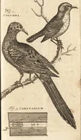 An illustration from A new and complete dictionary of arts and sciences : comprehending all the branches of useful knowledge, with accurate descriptions as well of the various machines, instruments, tools, figures, and schemes necessary for illustrating them, as of the classes, kinds, preparations, and uses of natural productions, whether animals, vegetables, minerals, fossils, or fluids : together with the kingdoms, provinces, cities, towns, and other remarkable places throughout the world : illustrated with above three hundred copper-plates, engraved by Mr. Jefferys, geographer to His Majesty : the whole extracted from the best authors in all languages (1763)