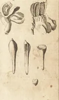 An illustration from A new and complete dictionary of arts and sciences : comprehending all the branches of useful knowledge, with accurate descriptions as well of the various machines, instruments, tools, figures, and schemes necessary for illustrating them, as of the classes, kinds, preparations, and uses of natural productions, whether animals, vegetables, minerals, fossils, or fluids : together with the kingdoms, provinces, cities, towns, and other remarkable places throughout the world : illustrated with above three hundred copper-plates, engraved by Mr. Jefferys, geographer to His Majesty : the whole extracted from the best authors in all languages (1763)
