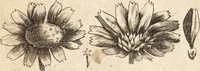 An illustration from A new and complete dictionary of arts and sciences : comprehending all the branches of useful knowledge, with accurate descriptions as well of the various machines, instruments, tools, figures, and schemes necessary for illustrating them, as of the classes, kinds, preparations, and uses of natural productions, whether animals, vegetables, minerals, fossils, or fluids : together with the kingdoms, provinces, cities, towns, and other remarkable places throughout the world : illustrated with above three hundred copper-plates, engraved by Mr. Jefferys, geographer to His Majesty : the whole extracted from the best authors in all languages (1763)