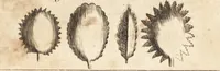 Picture 113 of 153 from A new and complete dictionary of arts and sciences : comprehending all the branches of useful knowledge, with accurate descriptions as well of the various machines, instruments, tools, figures, and schemes necessary for illustrating them, as of the classes, kinds, preparations, and uses of natural productions, whether animals, vegetables, minerals, fossils, or fluids : together with the kingdoms, provinces, cities, towns, and other remarkable places throughout the world : illustrated with above three hundred copper-plates, engraved by Mr. Jefferys, geographer to His Majesty : the whole extracted from the best authors in all languages (1763), leaf 881