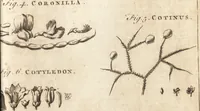 Picture 116 of 153 from A new and complete dictionary of arts and sciences : comprehending all the branches of useful knowledge, with accurate descriptions as well of the various machines, instruments, tools, figures, and schemes necessary for illustrating them, as of the classes, kinds, preparations, and uses of natural productions, whether animals, vegetables, minerals, fossils, or fluids : together with the kingdoms, provinces, cities, towns, and other remarkable places throughout the world : illustrated with above three hundred copper-plates, engraved by Mr. Jefferys, geographer to His Majesty : the whole extracted from the best authors in all languages (1763), leaf 890