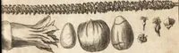 Picture 117 of 153 from A new and complete dictionary of arts and sciences : comprehending all the branches of useful knowledge, with accurate descriptions as well of the various machines, instruments, tools, figures, and schemes necessary for illustrating them, as of the classes, kinds, preparations, and uses of natural productions, whether animals, vegetables, minerals, fossils, or fluids : together with the kingdoms, provinces, cities, towns, and other remarkable places throughout the world : illustrated with above three hundred copper-plates, engraved by Mr. Jefferys, geographer to His Majesty : the whole extracted from the best authors in all languages (1763), leaf 890