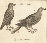 An illustration from A new and complete dictionary of arts and sciences : comprehending all the branches of useful knowledge, with accurate descriptions as well of the various machines, instruments, tools, figures, and schemes necessary for illustrating them, as of the classes, kinds, preparations, and uses of natural productions, whether animals, vegetables, minerals, fossils, or fluids : together with the kingdoms, provinces, cities, towns, and other remarkable places throughout the world : illustrated with above three hundred copper-plates, engraved by Mr. Jefferys, geographer to His Majesty : the whole extracted from the best authors in all languages (1763)
