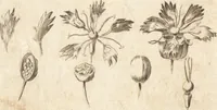 Picture 133 of 153 from A new and complete dictionary of arts and sciences : comprehending all the branches of useful knowledge, with accurate descriptions as well of the various machines, instruments, tools, figures, and schemes necessary for illustrating them, as of the classes, kinds, preparations, and uses of natural productions, whether animals, vegetables, minerals, fossils, or fluids : together with the kingdoms, provinces, cities, towns, and other remarkable places throughout the world : illustrated with above three hundred copper-plates, engraved by Mr. Jefferys, geographer to His Majesty : the whole extracted from the best authors in all languages (1763), leaf 951