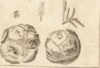 Picture 134 of 153 from A new and complete dictionary of arts and sciences : comprehending all the branches of useful knowledge, with accurate descriptions as well of the various machines, instruments, tools, figures, and schemes necessary for illustrating them, as of the classes, kinds, preparations, and uses of natural productions, whether animals, vegetables, minerals, fossils, or fluids : together with the kingdoms, provinces, cities, towns, and other remarkable places throughout the world : illustrated with above three hundred copper-plates, engraved by Mr. Jefferys, geographer to His Majesty : the whole extracted from the best authors in all languages (1763), leaf 951