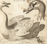 An illustration from A new and complete dictionary of arts and sciences : comprehending all the branches of useful knowledge, with accurate descriptions as well of the various machines, instruments, tools, figures, and schemes necessary for illustrating them, as of the classes, kinds, preparations, and uses of natural productions, whether animals, vegetables, minerals, fossils, or fluids : together with the kingdoms, provinces, cities, towns, and other remarkable places throughout the world : illustrated with above three hundred copper-plates, engraved by Mr. Jefferys, geographer to His Majesty : the whole extracted from the best authors in all languages (1763)