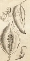 An illustration from A new and complete dictionary of arts and sciences : comprehending all the branches of useful knowledge, with accurate descriptions as well of the various machines, instruments, tools, figures, and schemes necessary for illustrating them, as of the classes, kinds, preparations, and uses of natural productions, whether animals, vegetables, minerals, fossils, or fluids : together with the kingdoms, provinces, cities, towns, and other remarkable places throughout the world : illustrated with above three hundred copper-plates, engraved by Mr. Jefferys, geographer to His Majesty : the whole extracted from the best authors in all languages (1763)