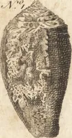 An illustration from A new and complete dictionary of arts and sciences : comprehending all the branches of useful knowledge, with accurate descriptions as well of the various machines, instruments, tools, figures, and schemes necessary for illustrating them, as of the classes, kinds, preparations, and uses of natural productions, whether animals, vegetables, minerals, fossils, or fluids : together with the kingdoms, provinces, cities, towns, and other remarkable places throughout the world : illustrated with above three hundred copper-plates, engraved by Mr. Jefferys, geographer to His Majesty : the whole extracted from the best authors in all languages (1763)