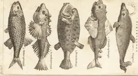 An illustration from A new and complete dictionary of arts and sciences : comprehending all the branches of useful knowledge, with accurate descriptions as well of the various machines, instruments, tools, figures, and schemes necessary for illustrating them, as of the classes, kinds, preparations, and uses of natural productions, whether animals, vegetables, minerals, fossils, or fluids : together with the kingdoms, provinces, cities, towns, and other remarkable places throughout the world : illustrated with above three hundred copper-plates, engraved by Mr. Jefferys, geographer to His Majesty : the whole extracted from the best authors in all languages (1763)