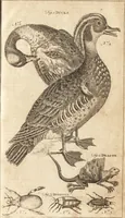 Picture 25 of 133 from A new and complete dictionary of arts and sciences : comprehending all the branches of useful knowledge, with accurate descriptions as well of the various machines, instruments, tools, figures, and schemes necessary for illustrating them, as of the classes, kinds, preparations, and uses of natural productions, whether animals, vegetables, minerals, fossils, or fluids : together with the kingdoms, provinces, cities, towns, and other remarkable places throughout the world : illustrated with above three hundred copper-plates, engraved by Mr. Jefferys, geographer to His Majesty : the whole extracted from the best authors in all languages (1763), leaf 188