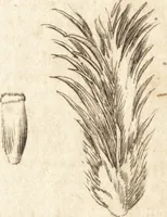 Picture 29 of 133 from A new and complete dictionary of arts and sciences : comprehending all the branches of useful knowledge, with accurate descriptions as well of the various machines, instruments, tools, figures, and schemes necessary for illustrating them, as of the classes, kinds, preparations, and uses of natural productions, whether animals, vegetables, minerals, fossils, or fluids : together with the kingdoms, provinces, cities, towns, and other remarkable places throughout the world : illustrated with above three hundred copper-plates, engraved by Mr. Jefferys, geographer to His Majesty : the whole extracted from the best authors in all languages (1763), leaf 214