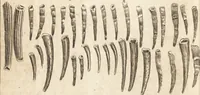 An illustration from A new and complete dictionary of arts and sciences : comprehending all the branches of useful knowledge, with accurate descriptions as well of the various machines, instruments, tools, figures, and schemes necessary for illustrating them, as of the classes, kinds, preparations, and uses of natural productions, whether animals, vegetables, minerals, fossils, or fluids : together with the kingdoms, provinces, cities, towns, and other remarkable places throughout the world : illustrated with above three hundred copper-plates, engraved by Mr. Jefferys, geographer to His Majesty : the whole extracted from the best authors in all languages (1763)