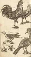 An illustration from A new and complete dictionary of arts and sciences : comprehending all the branches of useful knowledge, with accurate descriptions as well of the various machines, instruments, tools, figures, and schemes necessary for illustrating them, as of the classes, kinds, preparations, and uses of natural productions, whether animals, vegetables, minerals, fossils, or fluids : together with the kingdoms, provinces, cities, towns, and other remarkable places throughout the world : illustrated with above three hundred copper-plates, engraved by Mr. Jefferys, geographer to His Majesty : the whole extracted from the best authors in all languages (1763)