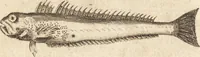 An illustration from A new and complete dictionary of arts and sciences : comprehending all the branches of useful knowledge, with accurate descriptions as well of the various machines, instruments, tools, figures, and schemes necessary for illustrating them, as of the classes, kinds, preparations, and uses of natural productions, whether animals, vegetables, minerals, fossils, or fluids : together with the kingdoms, provinces, cities, towns, and other remarkable places throughout the world : illustrated with above three hundred copper-plates, engraved by Mr. Jefferys, geographer to His Majesty : the whole extracted from the best authors in all languages (1763)