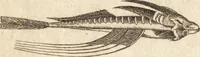 Picture 7 of 133 from A new and complete dictionary of arts and sciences : comprehending all the branches of useful knowledge, with accurate descriptions as well of the various machines, instruments, tools, figures, and schemes necessary for illustrating them, as of the classes, kinds, preparations, and uses of natural productions, whether animals, vegetables, minerals, fossils, or fluids : together with the kingdoms, provinces, cities, towns, and other remarkable places throughout the world : illustrated with above three hundred copper-plates, engraved by Mr. Jefferys, geographer to His Majesty : the whole extracted from the best authors in all languages (1763), leaf 73