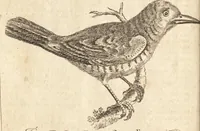 An illustration from A new and complete dictionary of arts and sciences : comprehending all the branches of useful knowledge, with accurate descriptions as well of the various machines, instruments, tools, figures, and schemes necessary for illustrating them, as of the classes, kinds, preparations, and uses of natural productions, whether animals, vegetables, minerals, fossils, or fluids : together with the kingdoms, provinces, cities, towns, and other remarkable places throughout the world : illustrated with above three hundred copper-plates, engraved by Mr. Jefferys, geographer to His Majesty : the whole extracted from the best authors in all languages (1763)
