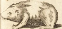 An illustration from A new and complete dictionary of arts and sciences : comprehending all the branches of useful knowledge, with accurate descriptions as well of the various machines, instruments, tools, figures, and schemes necessary for illustrating them, as of the classes, kinds, preparations, and uses of natural productions, whether animals, vegetables, minerals, fossils, or fluids : together with the kingdoms, provinces, cities, towns, and other remarkable places throughout the world : illustrated with above three hundred copper-plates, engraved by Mr. Jefferys, geographer to His Majesty : the whole extracted from the best authors in all languages (1763)