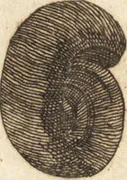 An illustration from A new and complete dictionary of arts and sciences : comprehending all the branches of useful knowledge, with accurate descriptions as well of the various machines, instruments, tools, figures, and schemes necessary for illustrating them, as of the classes, kinds, preparations, and uses of natural productions, whether animals, vegetables, minerals, fossils, or fluids : together with the kingdoms, provinces, cities, towns, and other remarkable places throughout the world : illustrated with above three hundred copper-plates, engraved by Mr. Jefferys, geographer to His Majesty : the whole extracted from the best authors in all languages (1763)