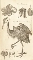 Picture 104 of 133 from A new and complete dictionary of arts and sciences : comprehending all the branches of useful knowledge, with accurate descriptions as well of the various machines, instruments, tools, figures, and schemes necessary for illustrating them, as of the classes, kinds, preparations, and uses of natural productions, whether animals, vegetables, minerals, fossils, or fluids : together with the kingdoms, provinces, cities, towns, and other remarkable places throughout the world : illustrated with above three hundred copper-plates, engraved by Mr. Jefferys, geographer to His Majesty : the whole extracted from the best authors in all languages (1763), leaf 907