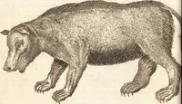 An illustration from A new and complete dictionary of arts and sciences : comprehending all the branches of useful knowledge, with accurate descriptions as well of the various machines, instruments, tools, figures, and schemes necessary for illustrating them, as of the classes, kinds, preparations, and uses of natural productions, whether animals, vegetables, minerals, fossils, or fluids : together with the kingdoms, provinces, cities, towns, and other remarkable places throughout the world : illustrated with above three hundred copper-plates, engraved by Mr. Jefferys, geographer to His Majesty : the whole extracted from the best authors in all languages (1763)