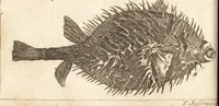 Picture 106 of 133 from A new and complete dictionary of arts and sciences : comprehending all the branches of useful knowledge, with accurate descriptions as well of the various machines, instruments, tools, figures, and schemes necessary for illustrating them, as of the classes, kinds, preparations, and uses of natural productions, whether animals, vegetables, minerals, fossils, or fluids : together with the kingdoms, provinces, cities, towns, and other remarkable places throughout the world : illustrated with above three hundred copper-plates, engraved by Mr. Jefferys, geographer to His Majesty : the whole extracted from the best authors in all languages (1763), leaf 921