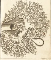 An illustration from A new and complete dictionary of arts and sciences : comprehending all the branches of useful knowledge, with accurate descriptions as well of the various machines, instruments, tools, figures, and schemes necessary for illustrating them, as of the classes, kinds, preparations, and uses of natural productions, whether animals, vegetables, minerals, fossils, or fluids : together with the kingdoms, provinces, cities, towns, and other remarkable places throughout the world : illustrated with above three hundred copper-plates, engraved by Mr. Jefferys, geographer to His Majesty : the whole extracted from the best authors in all languages (1763)
