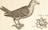 An illustration from A new and complete dictionary of arts and sciences : comprehending all the branches of useful knowledge, with accurate descriptions as well of the various machines, instruments, tools, figures, and schemes necessary for illustrating them, as of the classes, kinds, preparations, and uses of natural productions, whether animals, vegetables, minerals, fossils, or fluids : together with the kingdoms, provinces, cities, towns, and other remarkable places throughout the world : illustrated with above three hundred copper-plates, engraved by Mr. Jefferys, geographer to His Majesty : the whole extracted from the best authors in all languages (1763)