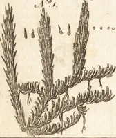 An illustration from A new and complete dictionary of arts and sciences : comprehending all the branches of useful knowledge, with accurate descriptions as well of the various machines, instruments, tools, figures, and schemes necessary for illustrating them, as of the classes, kinds, preparations, and uses of natural productions, whether animals, vegetables, minerals, fossils, or fluids : together with the kingdoms, provinces, cities, towns, and other remarkable places throughout the world : illustrated with above three hundred copper-plates, engraved by Mr. Jefferys, geographer to His Majesty : the whole extracted from the best authors in all languages (1763)