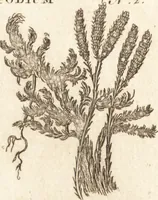 An illustration from A new and complete dictionary of arts and sciences : comprehending all the branches of useful knowledge, with accurate descriptions as well of the various machines, instruments, tools, figures, and schemes necessary for illustrating them, as of the classes, kinds, preparations, and uses of natural productions, whether animals, vegetables, minerals, fossils, or fluids : together with the kingdoms, provinces, cities, towns, and other remarkable places throughout the world : illustrated with above three hundred copper-plates, engraved by Mr. Jefferys, geographer to His Majesty : the whole extracted from the best authors in all languages (1763)