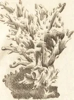 An illustration from A new and complete dictionary of arts and sciences : comprehending all the branches of useful knowledge, with accurate descriptions as well of the various machines, instruments, tools, figures, and schemes necessary for illustrating them, as of the classes, kinds, preparations, and uses of natural productions, whether animals, vegetables, minerals, fossils, or fluids : together with the kingdoms, provinces, cities, towns, and other remarkable places throughout the world : illustrated with above three hundred copper-plates, engraved by Mr. Jefferys, geographer to His Majesty : the whole extracted from the best authors in all languages (1763)