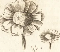 An illustration from A new and complete dictionary of arts and sciences : comprehending all the branches of useful knowledge, with accurate descriptions as well of the various machines, instruments, tools, figures, and schemes necessary for illustrating them, as of the classes, kinds, preparations, and uses of natural productions, whether animals, vegetables, minerals, fossils, or fluids : together with the kingdoms, provinces, cities, towns, and other remarkable places throughout the world : illustrated with above three hundred copper-plates, engraved by Mr. Jefferys, geographer to His Majesty : the whole extracted from the best authors in all languages (1763)