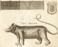 An illustration from A new and complete dictionary of arts and sciences : comprehending all the branches of useful knowledge, with accurate descriptions as well of the various machines, instruments, tools, figures, and schemes necessary for illustrating them, as of the classes, kinds, preparations, and uses of natural productions, whether animals, vegetables, minerals, fossils, or fluids : together with the kingdoms, provinces, cities, towns, and other remarkable places throughout the world : illustrated with above three hundred copper-plates, engraved by Mr. Jefferys, geographer to His Majesty : the whole extracted from the best authors in all languages (1763)