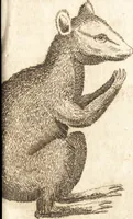 An illustration from A new and complete dictionary of arts and sciences : comprehending all the branches of useful knowledge, with accurate descriptions as well of the various machines, instruments, tools, figures, and schemes necessary for illustrating them, as of the classes, kinds, preparations, and uses of natural productions, whether animals, vegetables, minerals, fossils, or fluids : together with the kingdoms, provinces, cities, towns, and other remarkable places throughout the world : illustrated with above three hundred copper-plates, engraved by Mr. Jefferys, geographer to His Majesty : the whole extracted from the best authors in all languages (1763)