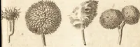 An illustration from A new and complete dictionary of arts and sciences : comprehending all the branches of useful knowledge, with accurate descriptions as well of the various machines, instruments, tools, figures, and schemes necessary for illustrating them, as of the classes, kinds, preparations, and uses of natural productions, whether animals, vegetables, minerals, fossils, or fluids : together with the kingdoms, provinces, cities, towns, and other remarkable places throughout the world : illustrated with above three hundred copper-plates, engraved by Mr. Jefferys, geographer to His Majesty : the whole extracted from the best authors in all languages (1763)