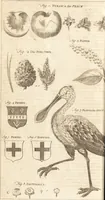 Picture 79 of 115 from A new and complete dictionary of arts and sciences : comprehending all the branches of useful knowledge, with accurate descriptions as well of the various machines, instruments, tools, figures, and schemes necessary for illustrating them, as of the classes, kinds, preparations, and uses of natural productions, whether animals, vegetables, minerals, fossils, or fluids : together with the kingdoms, provinces, cities, towns, and other remarkable places throughout the world : illustrated with above three hundred copper-plates, engraved by Mr. Jefferys, geographer to His Majesty : the whole extracted from the best authors in all languages (1763), leaf 705