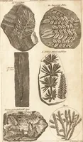 An illustration from A new and complete dictionary of arts and sciences : comprehending all the branches of useful knowledge, with accurate descriptions as well of the various machines, instruments, tools, figures, and schemes necessary for illustrating them, as of the classes, kinds, preparations, and uses of natural productions, whether animals, vegetables, minerals, fossils, or fluids : together with the kingdoms, provinces, cities, towns, and other remarkable places throughout the world : illustrated with above three hundred copper-plates, engraved by Mr. Jefferys, geographer to His Majesty : the whole extracted from the best authors in all languages (1763)
