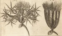 An illustration from A new and complete dictionary of arts and sciences : comprehending all the branches of useful knowledge, with accurate descriptions as well of the various machines, instruments, tools, figures, and schemes necessary for illustrating them, as of the classes, kinds, preparations, and uses of natural productions, whether animals, vegetables, minerals, fossils, or fluids : together with the kingdoms, provinces, cities, towns, and other remarkable places throughout the world : illustrated with above three hundred copper-plates, engraved by Mr. Jefferys, geographer to His Majesty : the whole extracted from the best authors in all languages (1763)