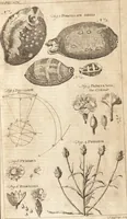 An illustration from A new and complete dictionary of arts and sciences : comprehending all the branches of useful knowledge, with accurate descriptions as well of the various machines, instruments, tools, figures, and schemes necessary for illustrating them, as of the classes, kinds, preparations, and uses of natural productions, whether animals, vegetables, minerals, fossils, or fluids : together with the kingdoms, provinces, cities, towns, and other remarkable places throughout the world : illustrated with above three hundred copper-plates, engraved by Mr. Jefferys, geographer to His Majesty : the whole extracted from the best authors in all languages (1763)