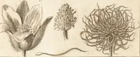 An illustration from A new and complete dictionary of arts and sciences : comprehending all the branches of useful knowledge, with accurate descriptions as well of the various machines, instruments, tools, figures, and schemes necessary for illustrating them, as of the classes, kinds, preparations, and uses of natural productions, whether animals, vegetables, minerals, fossils, or fluids : together with the kingdoms, provinces, cities, towns, and other remarkable places throughout the world : illustrated with above three hundred copper-plates, engraved by Mr. Jefferys, geographer to His Majesty : the whole extracted from the best authors in all languages (1763)