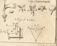 Picture 14 of 115 from A new and complete dictionary of arts and sciences : comprehending all the branches of useful knowledge, with accurate descriptions as well of the various machines, instruments, tools, figures, and schemes necessary for illustrating them, as of the classes, kinds, preparations, and uses of natural productions, whether animals, vegetables, minerals, fossils, or fluids : together with the kingdoms, provinces, cities, towns, and other remarkable places throughout the world : illustrated with above three hundred copper-plates, engraved by Mr. Jefferys, geographer to His Majesty : the whole extracted from the best authors in all languages (1763), leaf 89